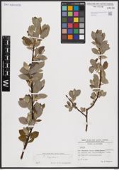 Foto von Salix caprea L.